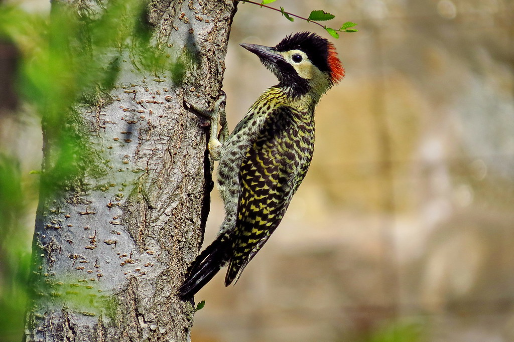 FAUNA AUTÓCTONA DE LA ZONA