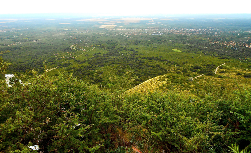ESPECIES ARBÓREAS DE LA ZONA