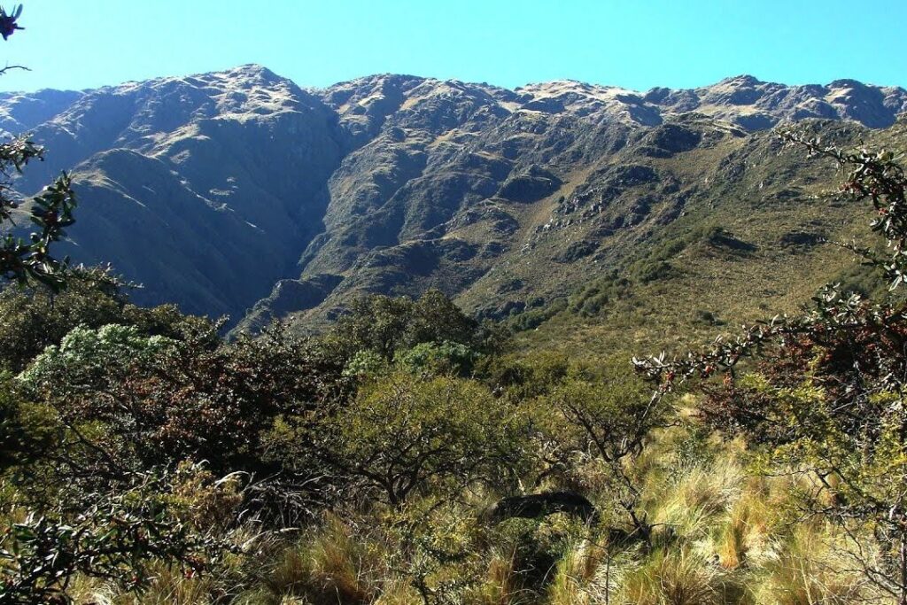 Historia e Intereses de Carpintería